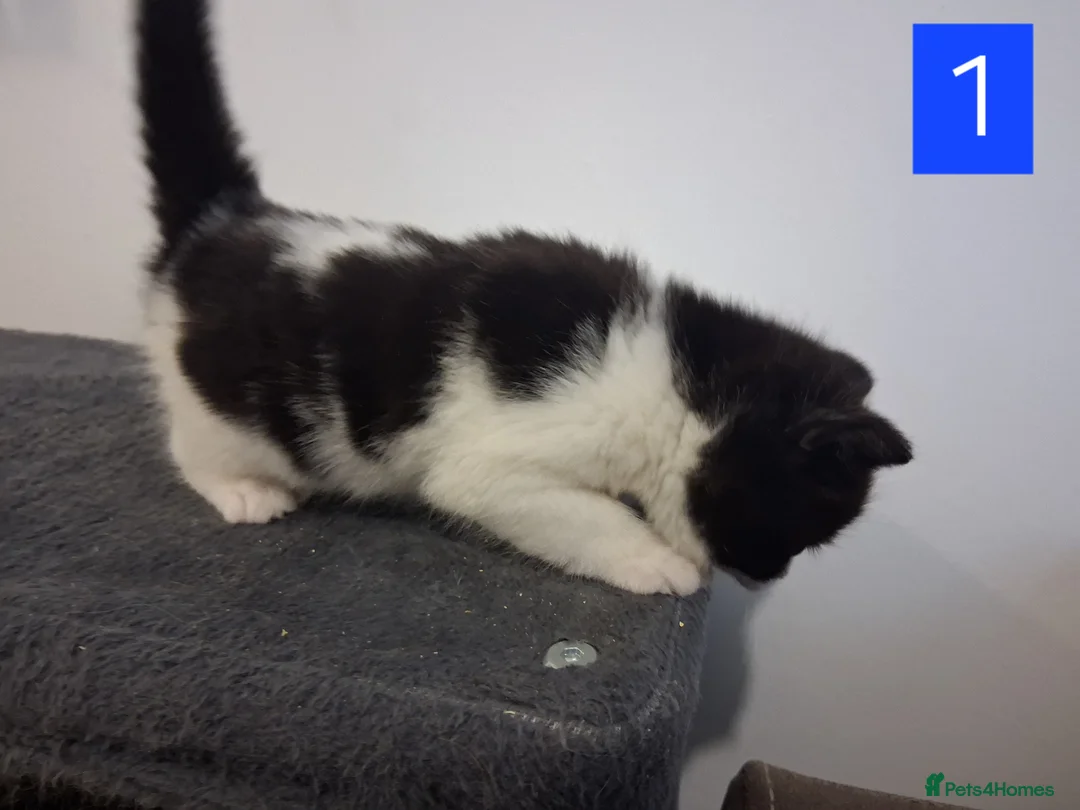 Domestic Shorthair cats for sale: TUXEDO KITTENS  - Advert 2