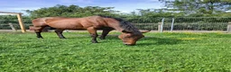 Irish Thoroughbred horses for sale: BAY MARE 15'2 MIDDLEWEIGHT TB  - Advert 6
