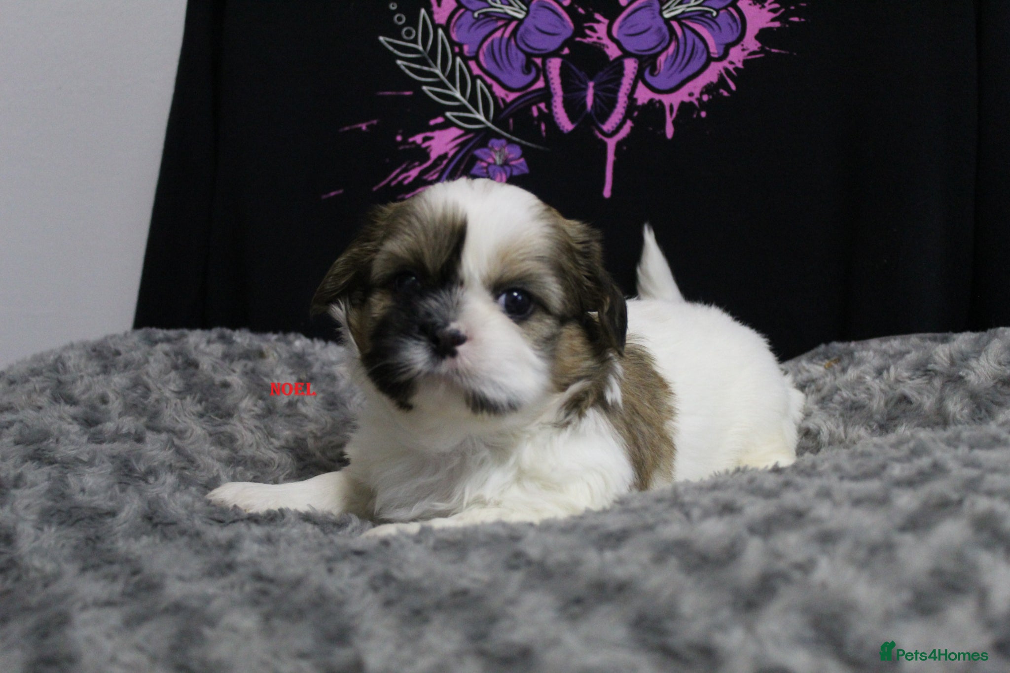 Shih Tzu dogs for sale: LOVELY SHIH TZU PUPPIES  - Advert 1