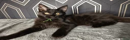 Maine Coon cats for sale: READY SOON Beautiful Maine coon babies  - Advert 3