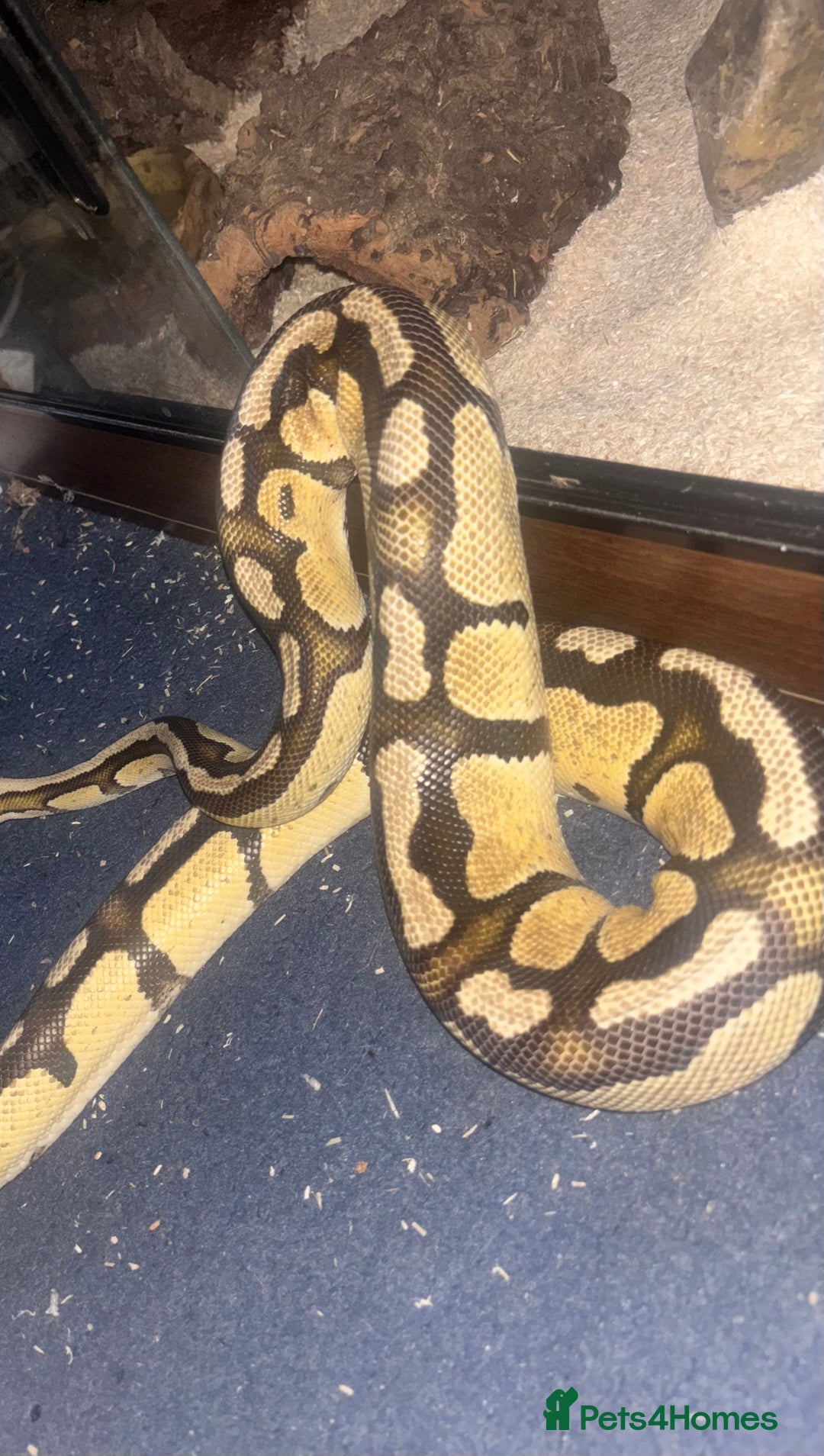 Python Snake reptiles for sale: Ball python & full set up - Advert 1