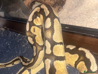 Python Snake reptiles Ball python & full set up - Advert 6
