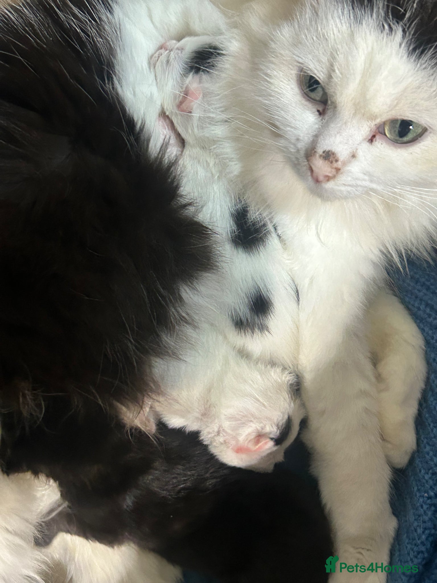 Mixed Breed cats For sale, friendly tame kittens  - Advert 1