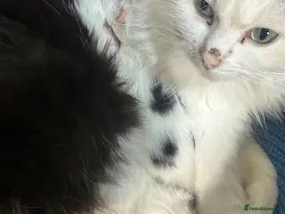Mixed Breed cats For sale, friendly tame kittens - Advert 1