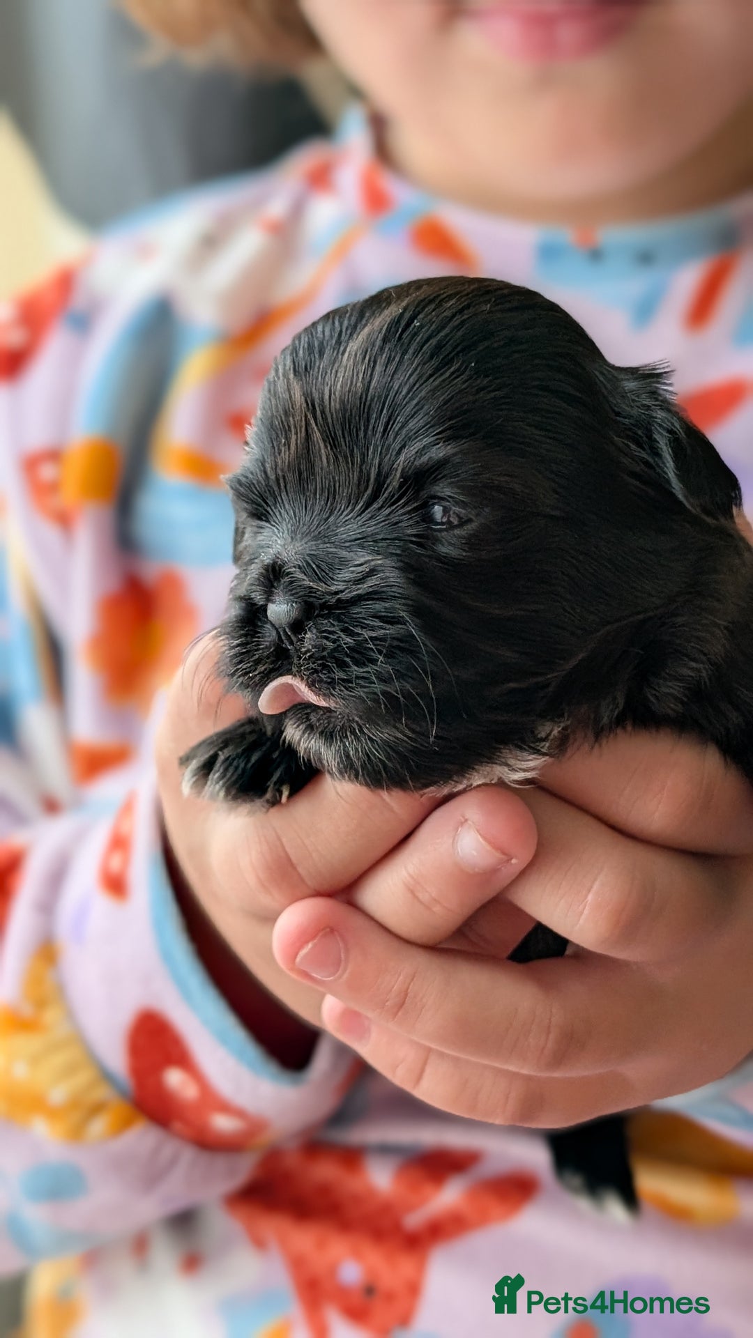 Shih Tzu dogs for sale: KC reg puppies LAST GIRL LEFT  - Advert 16