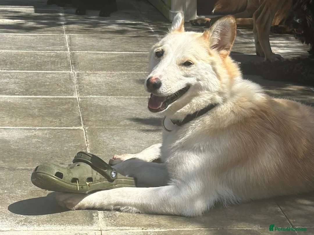 Mixed Breed dogs for adoption: Song - Norwich Norfolk  - Advert 9