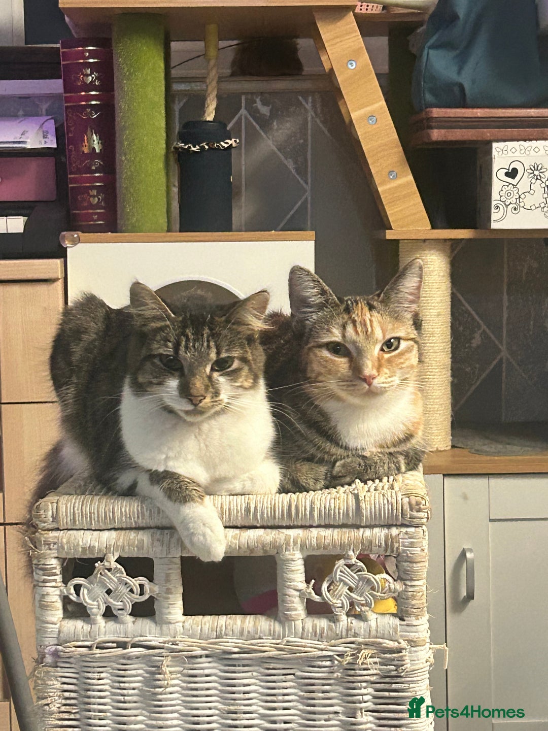 Mixed Breed cats for sale: Two females soCute 🥰  - Advert 9