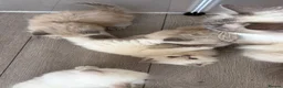 Ragdoll cats for sale: Stunning ragdoll kittens - Advert 8