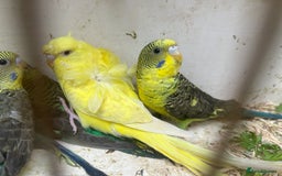 Budgerigars birds for sale: Black Wings and Hagoromo Budgies for Sale - Image 4