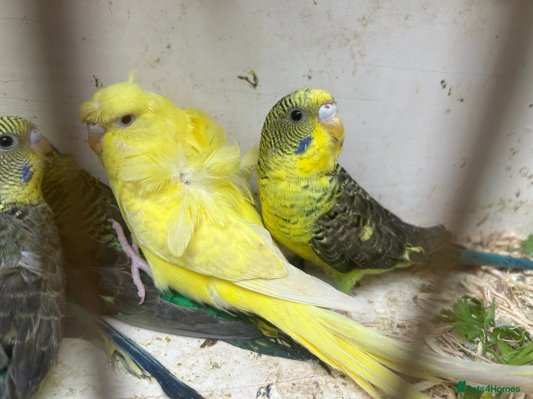 Budgerigars birds for sale: Black Wings and Hagoromo Budgies for Sale - Image 4