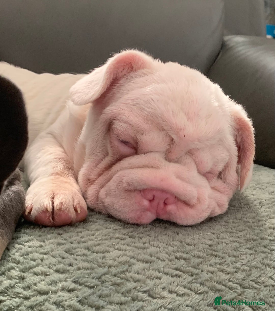 French Bulldog dogs for sale: Platinum Visual Pink French Bulldog Male - Advert 3