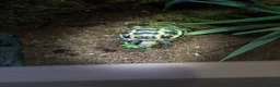 Tortoise reptiles for sale: Horsfield's Tortoise in Chigwell - Advert 6