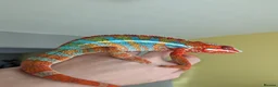 Chameleon reptiles for sale: Bluebar ambilobe male - Advert 1