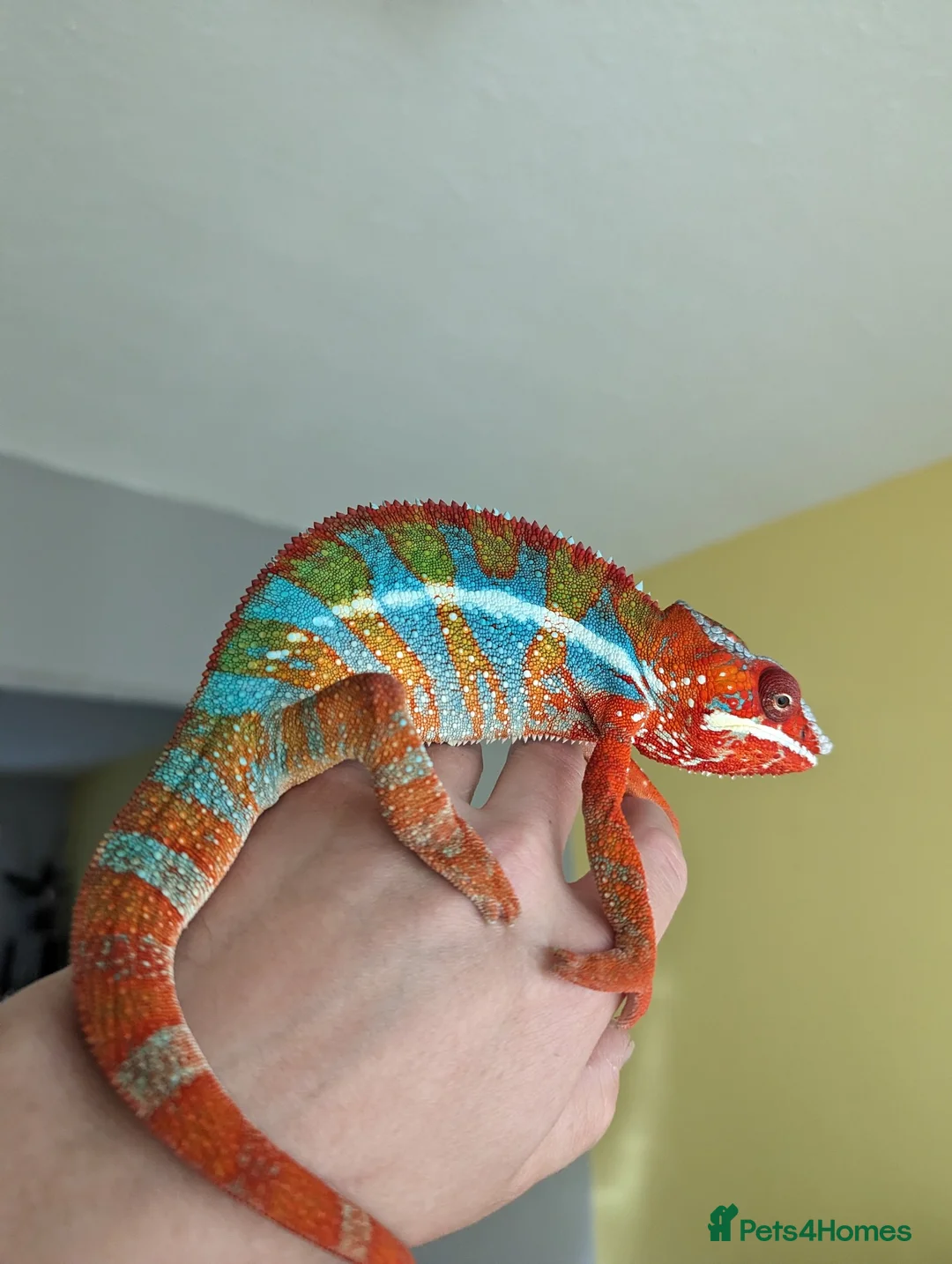 Chameleon reptiles for sale: Bluebar ambilobe male - Advert 1