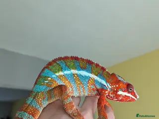 Chameleon reptiles Bluebar ambilobe male - Advert 2