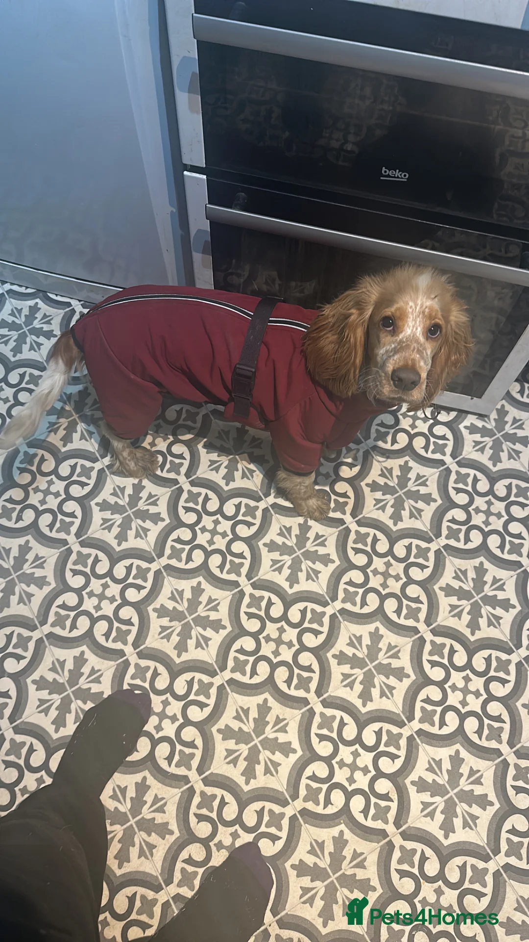 Cocker Spaniel dogs for sale: KC show cocker in Worksop - Advert 4