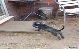 Jack Russell dogs for sale: Adorable Markiejack puppies - Image 26