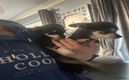 Chihuahua dogs for sale: Male chihuahua  - Image 1