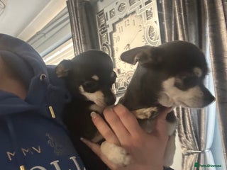 Chihuahua dogs - Advert 1