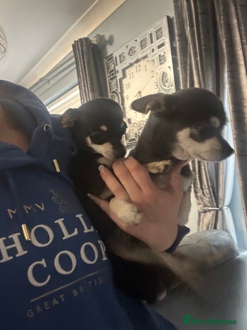 Chihuahua dogs - Advert 2