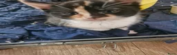 Mixed Breed cats for sale: Mixed breed kittens - Advert 1