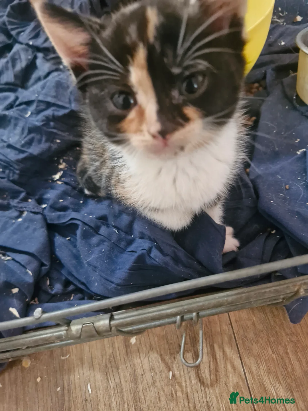 Mixed Breed cats for sale: Mixed breed kittens - Advert 1