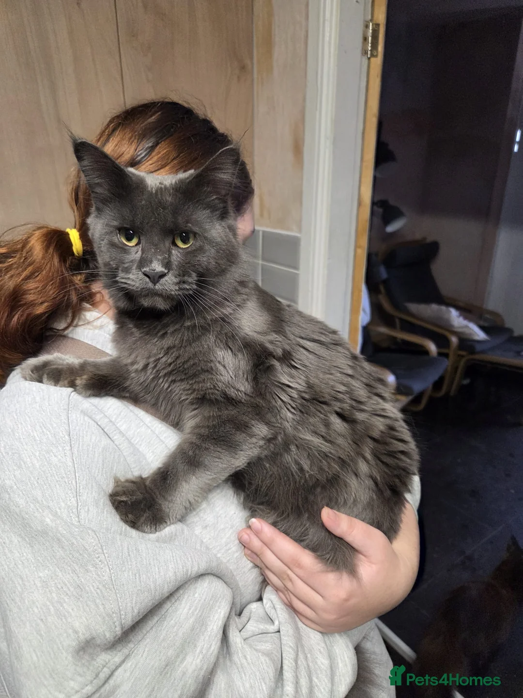 Maine Coon cats for sale: Stunning blue boy - Advert 7