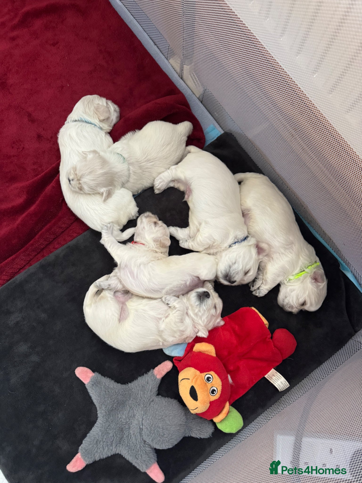 Maltese dogs Our beautiful litter of 4 Maltese male puppies. - Advert 15