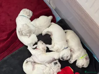 Maltese dogs Our beautiful litter of 4 Maltese male puppies. - Advert 15