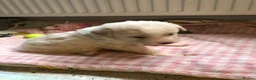 Mixed Breed dogs for sale: 2 beautiful boys left from litter of 6 - Advert 6