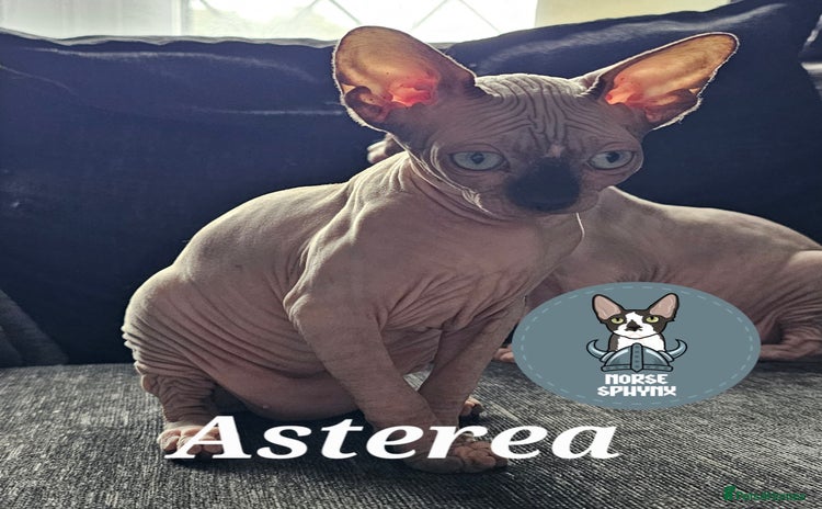 Sphynx cats - Advert 1
