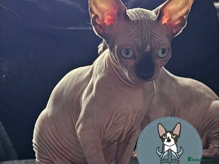 Sphynx cats - Advert 15