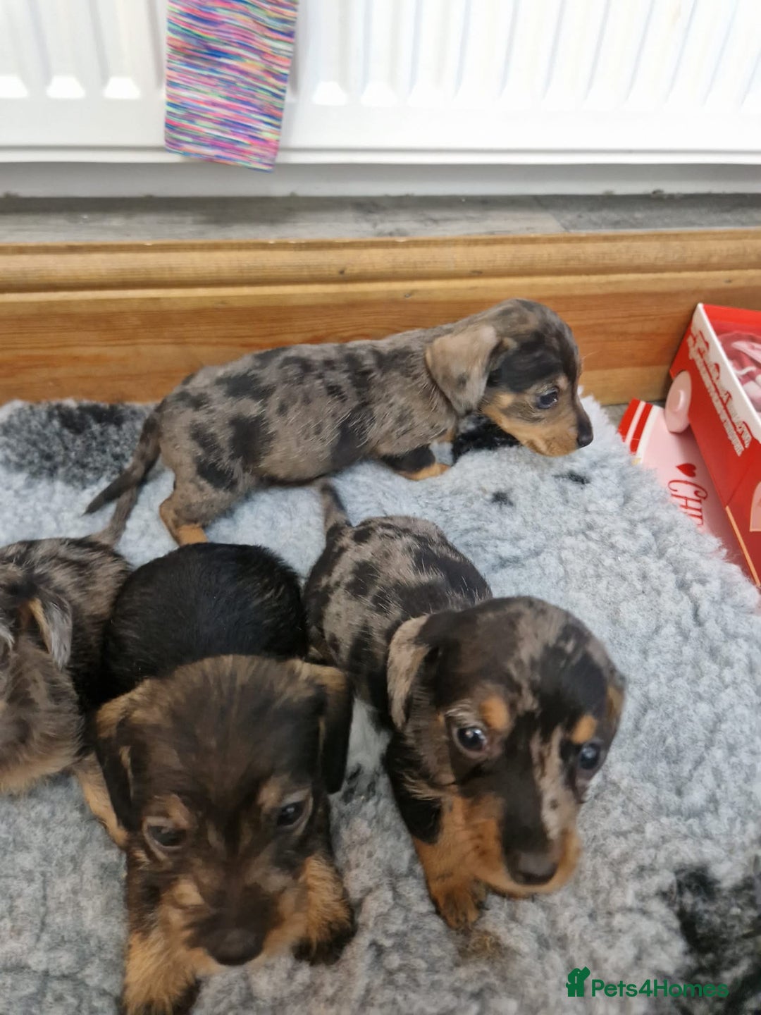 Dachshund dogs for sale: Wirehaired daschund chocolate dappled  - Advert 10