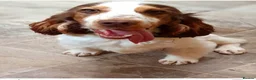 Cocker Spaniel dogs for sale: Cocker spaniel puppies from health tested parents  - Advert 15