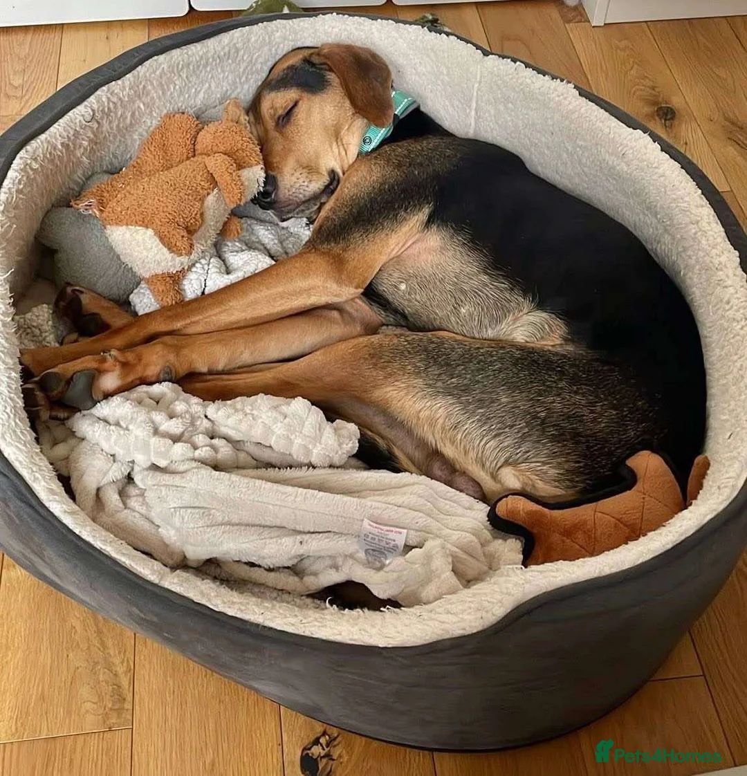 Mixed Breed dogs for adoption: Arty deserves an amazing forever home  - Advert 2