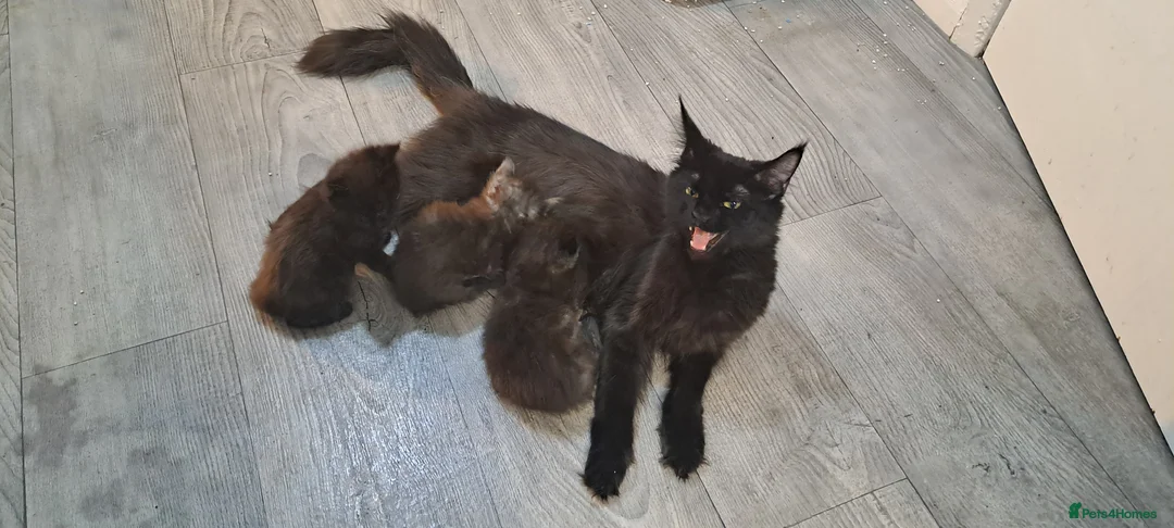 Maine Coon cats for sale: 3 beautiful main coon kittens - Advert 2