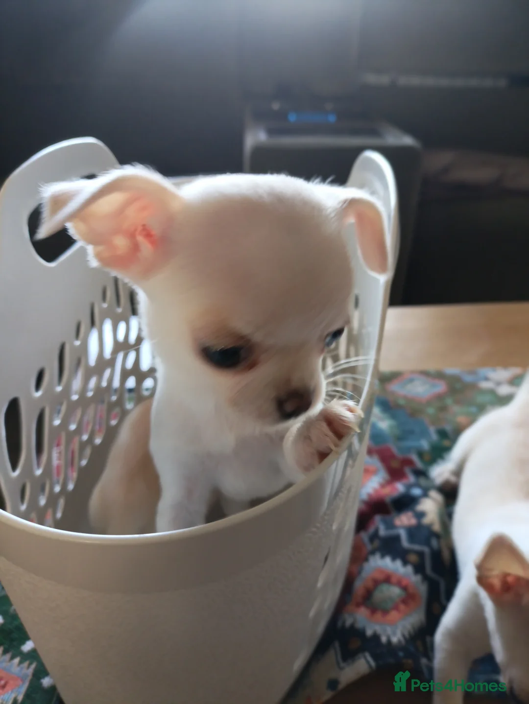 Chihuahua dogs for sale: please read description - Advert 18