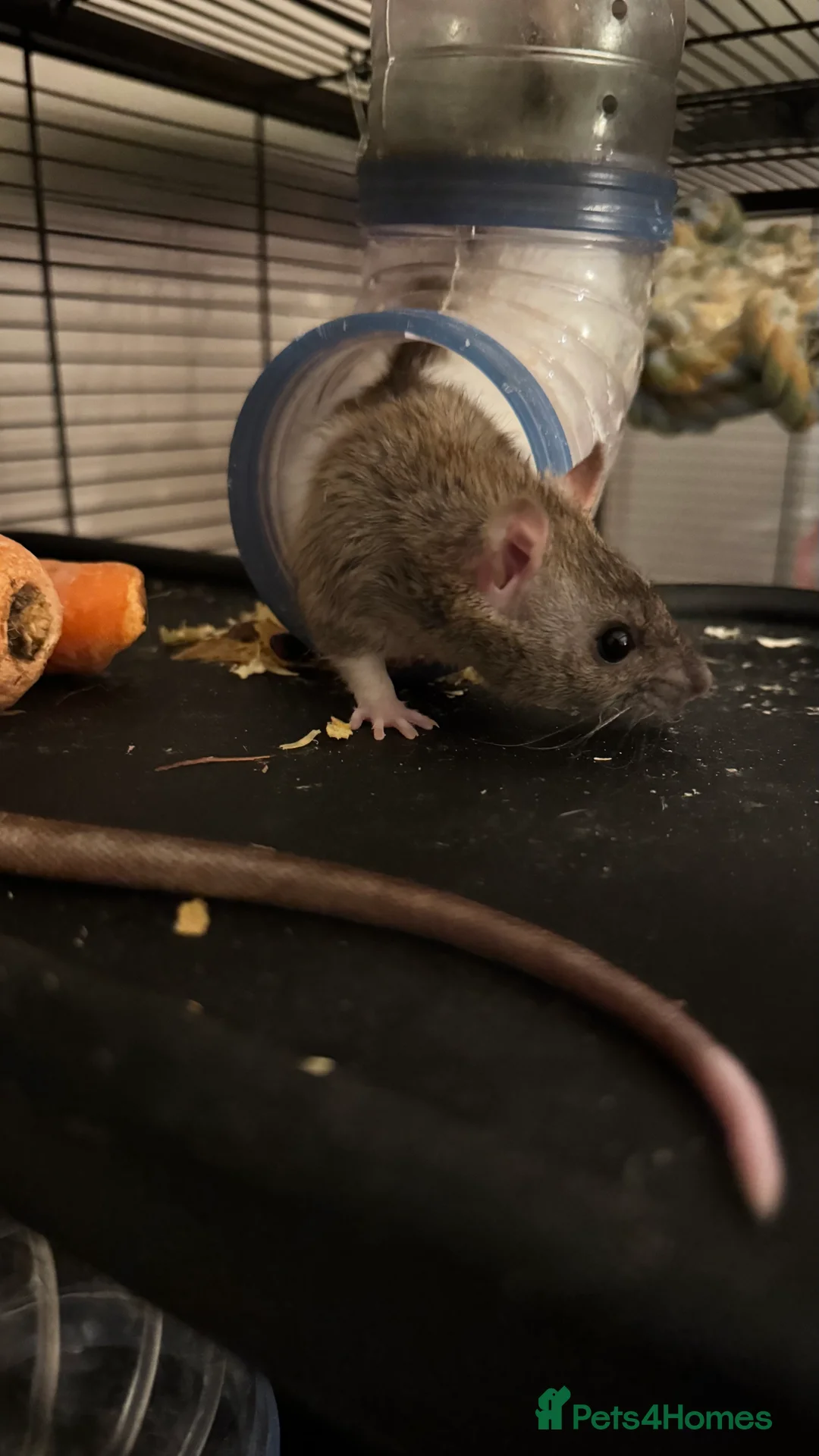 Rat rodents for sale: Two female rats for sale with cage  - Advert 6