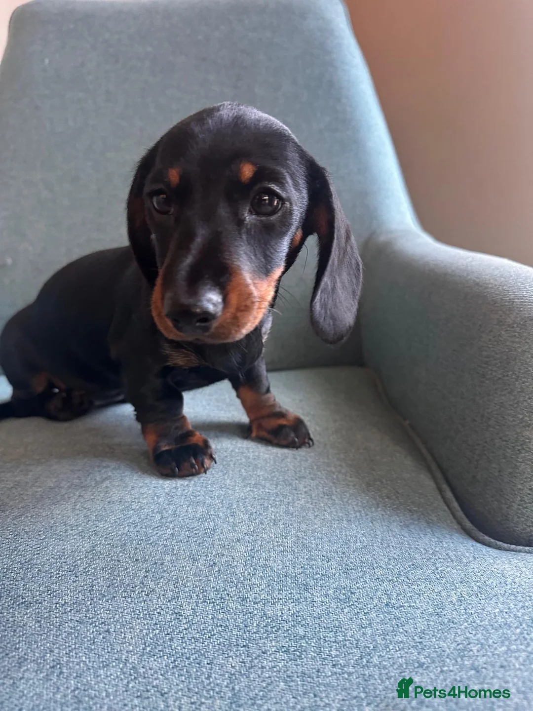 Dachshund dogs for sale: Beautiful Dachshund miniature  - Advert 4