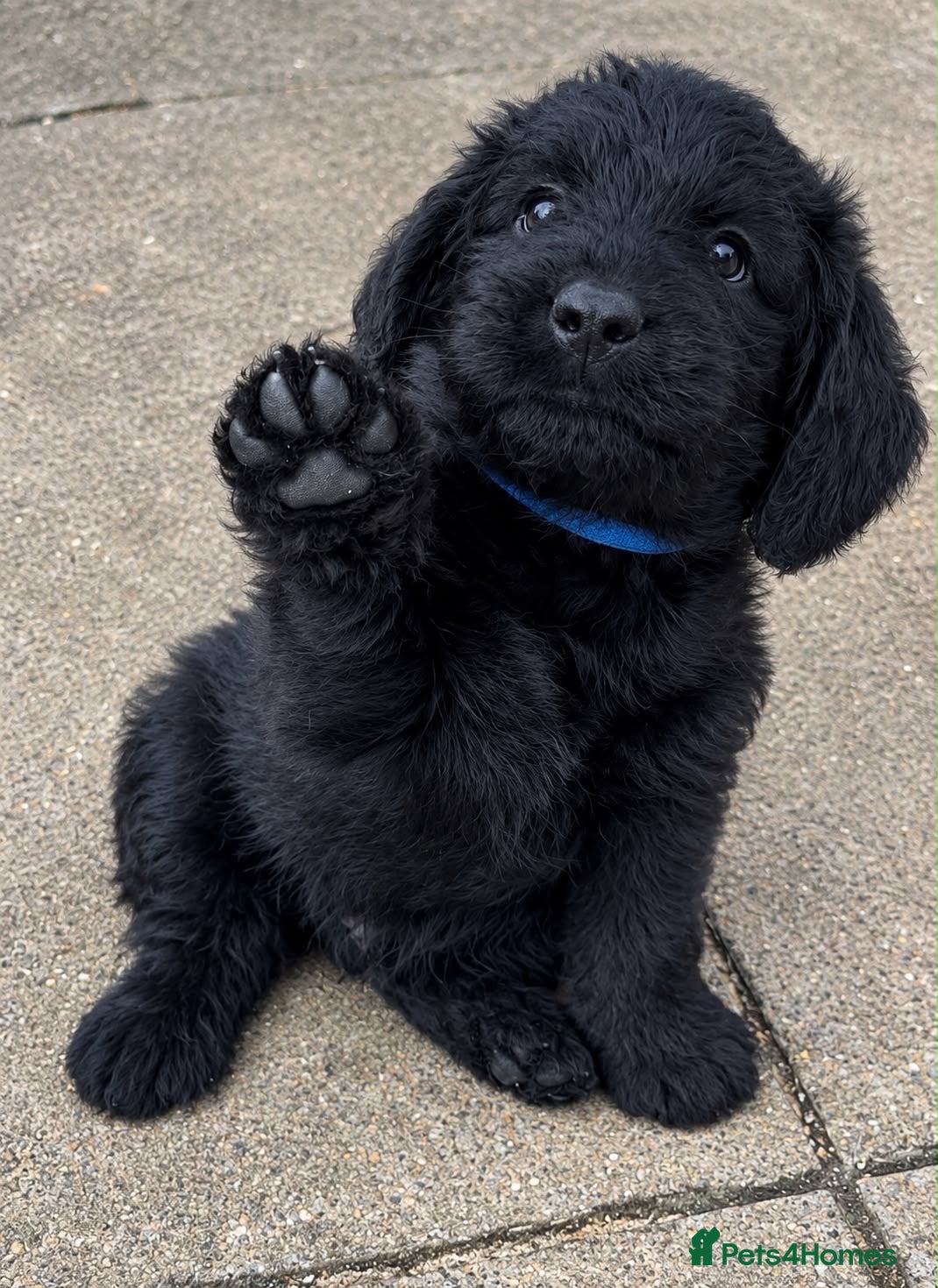 Labradoodle dogs Miniature labradoodle pups - Advert 3