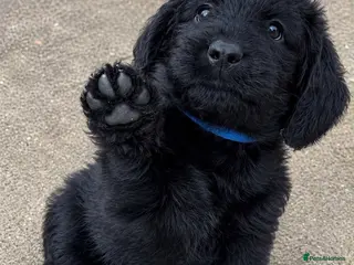 Labradoodle dogs Miniature labradoodle pups - Advert 3