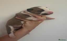 English Bull Terrier dogs for sale: 🏆CH Bloodlines Top Quality English Bull Terriers  - Image 12