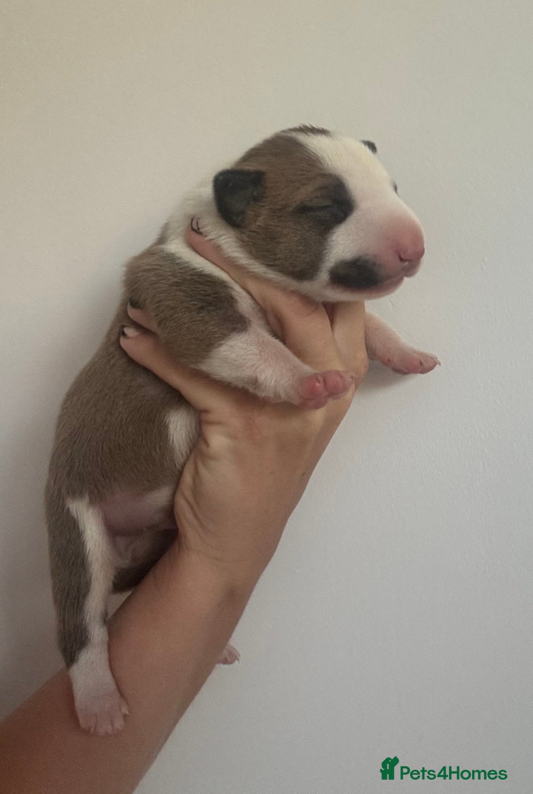 English Bull Terrier dogs for sale: 🏆CH Bloodlines Top Quality English Bull Terriers  - Image 12