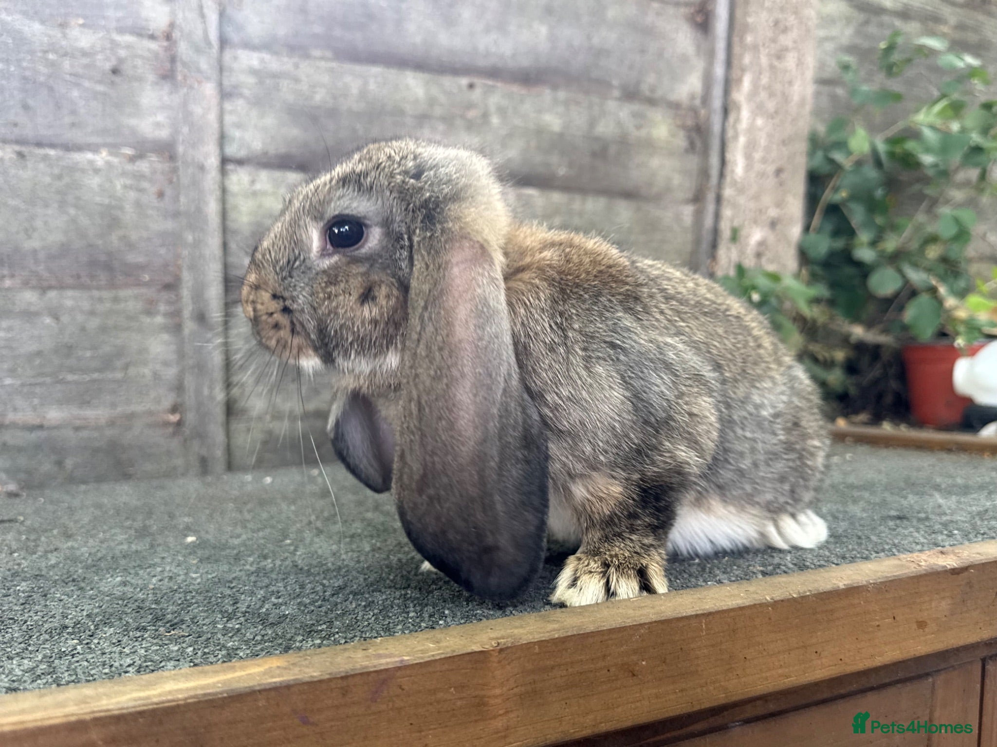 French Lop rabbits Ready in 1 Week • Quality French Lop Bunnies - Advert 1