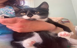 Mixed Breed cats for sale: Calico tabby cross  - Image 5