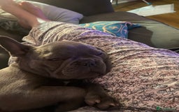 French Bulldog dogs for sale: Stunning Blue French bulldog  - Image 7