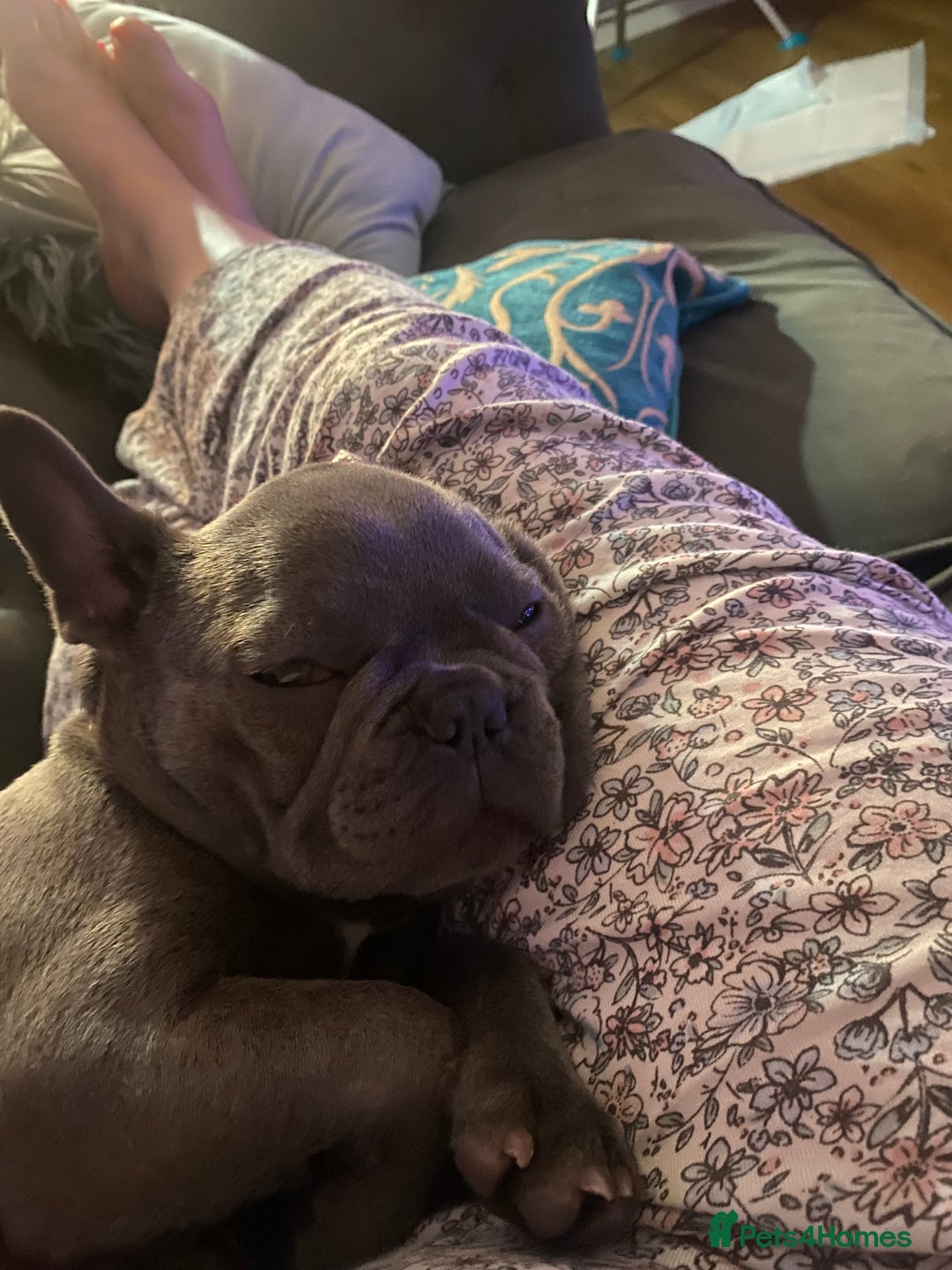 French Bulldog dogs for sale: Stunning Blue French bulldog  - Image 7