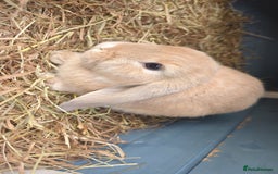 Mini Lop rabbits for sale: Bunnies for sale  in Leven - Image 2