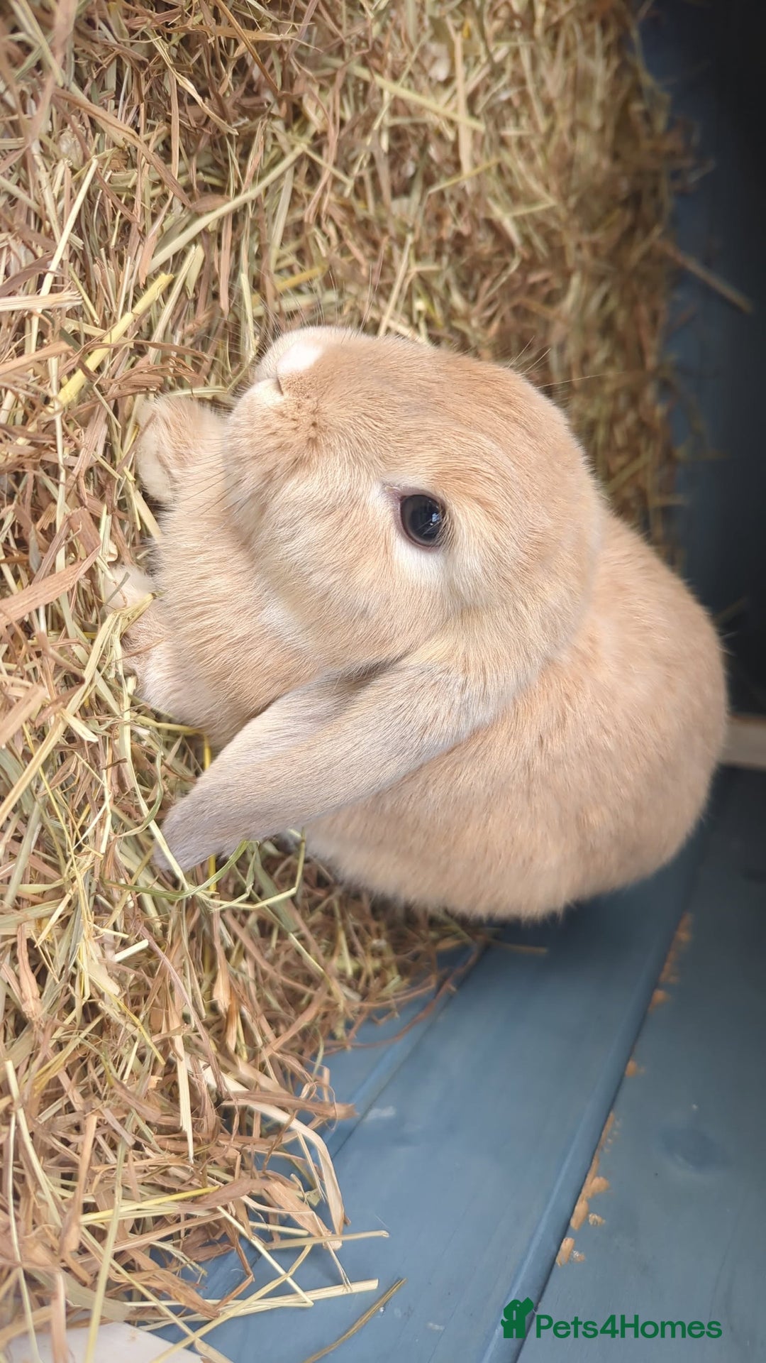 Mini Lop rabbits for sale: Bunnies for sale  in Leven - Image 2