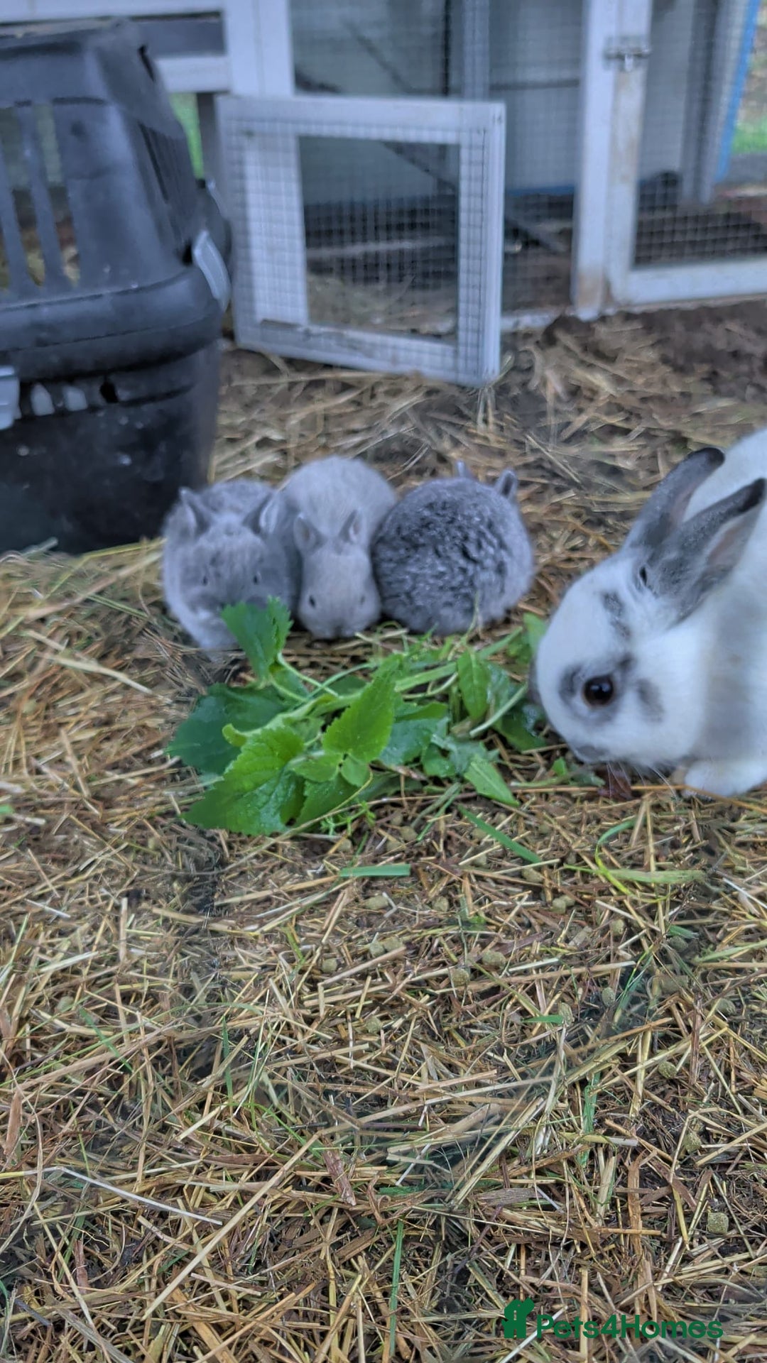 Netherland Dwarf rabbits for sale: Gorgeous Netherland Dwarf Rabbits - Advert 3